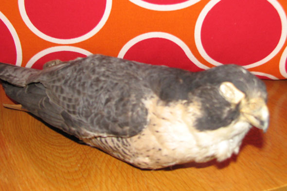 Opnieuw geprepareerd!